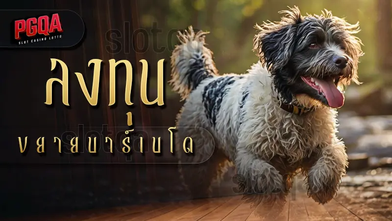 ลงทุน ขยายบาร์เบโด สุนัขที่เก่งในการต้อนฝูงวัว